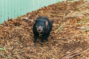 Hobart: Mt Wellington, Mt Field, Bonorong and Richmond Trip