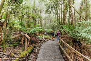 Hobart: Mt Wellington, Mt Field, Bonorong and Richmond Trip