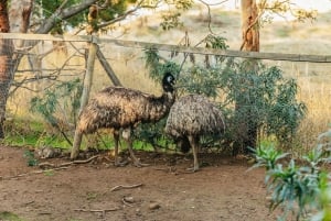 Hobart: Mt Wellington, Mt Field, Bonorong and Richmond Trip