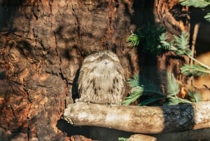 Hobart: Mt Wellington, Mt Field, Bonorong and Richmond Trip