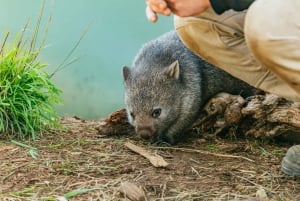 Hobart: Mt Wellington, Mt Field, Bonorong and Richmond Trip