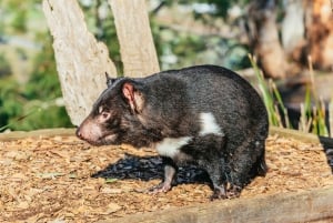 Hobart: Mt Wellington, Mt Field, Bonorong and Richmond Trip