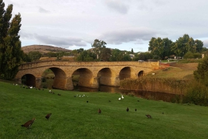 Hobart: Port Arthur, Richmond e penisola di Tasman - Tour attivo