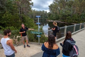 Hobart: Tahune Airwalk, Hastings Cave, Thermal Springs Tour