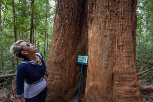 Hobart: Tahune Airwalk, Hastings Cave, Thermal Springs Tour