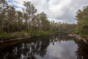 Hobart: Tahune Airwalk, Hastings Cave, Thermal Springs Tour