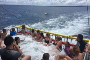 Huskisson: Dolphin Cruise & Boom Netting Experience