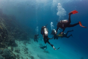 Airlie Beach: Introductory Scuba Dive in the Whitsundays