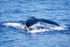 Kailua-Kona: Walvistour op het Grote Eiland