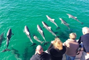 Kangaroo Island: 75-Minute Coastal Safari