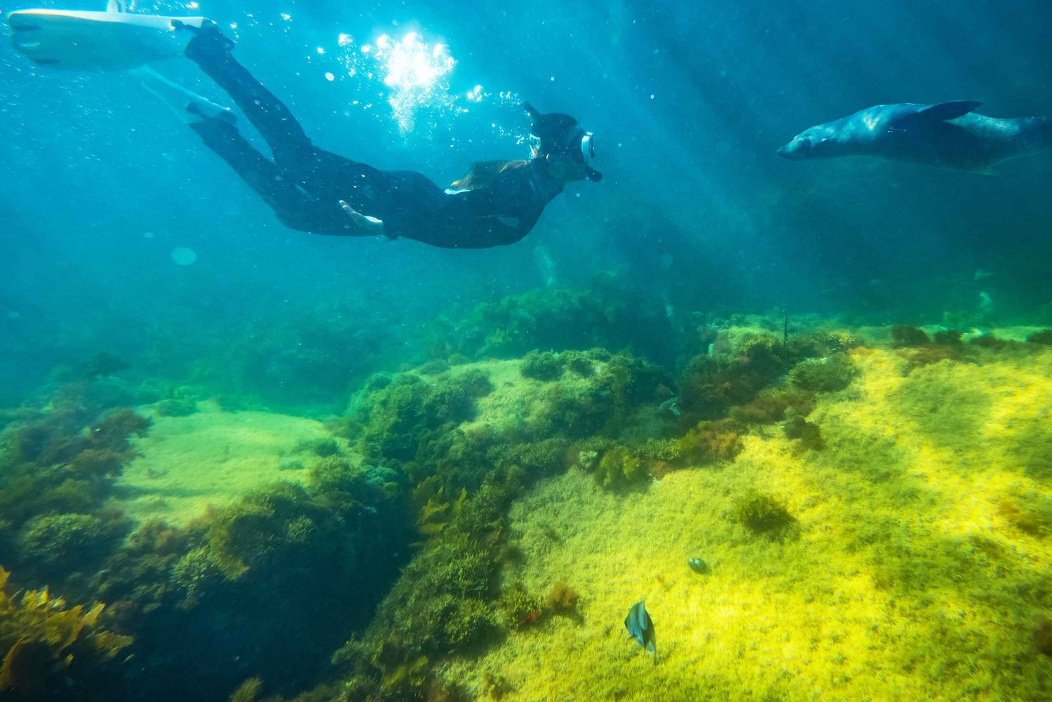 Kangaroo Island: Dolfijnen-, zeehonden- en zwemboottocht
