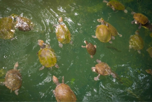 Круиз на лодке по озеру Баррин - откройте для себя скрытую жемчужину Квинсленда