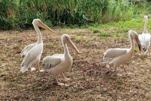London med taxi: Højdepunkter i en ægte London Black Cab.