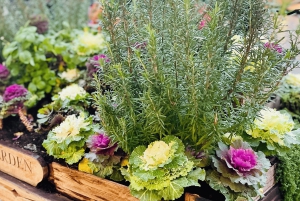 London: Tur med julelys og markeder