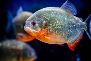 Лондон: входной билет в SEA LIFE