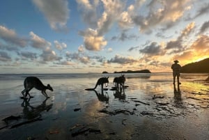 Wallabies on the Beach Sunrise Trip from Mackay