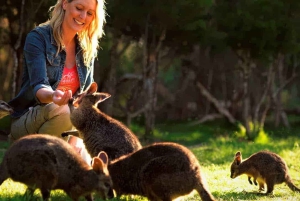 Melbourne Highlights & Aussie Wildlife Express Tour