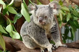 Melbourne: Passeio de barco a vapor pelo rio Murray, vinho e vida selvagem