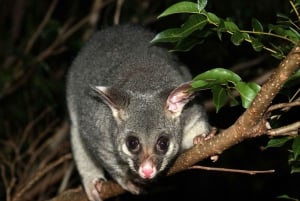 Melbourne: Nocna prywatna wycieczka po mieście z transferem i przystankami