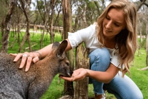Melbourne: Escursione privata di un giorno nella Penisola con cena