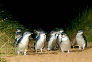 Melbourne: Puffing Billy Railway & Penguin Parade Day Tour