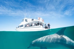Perth : Nager avec les dauphins sauvages