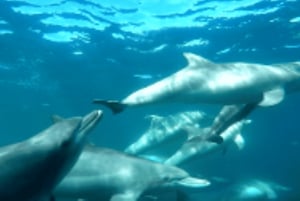Perth : Nager avec les dauphins sauvages