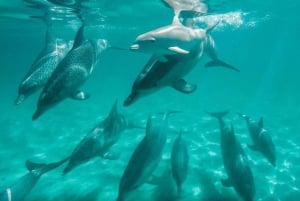 Perth : Nager avec les dauphins sauvages