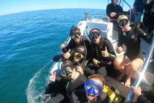 Perth : Nager avec les dauphins sauvages