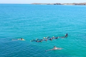Perth : Nager avec les dauphins sauvages