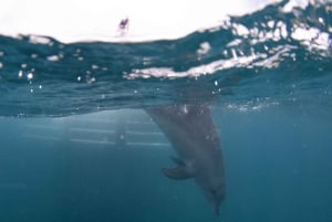 Perth : Nager avec les dauphins sauvages