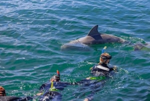 Perth : Nager avec les dauphins sauvages