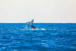 Perth: Hvalsafari fra Hillarys Boat Harbour