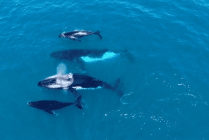 Perth: Hvalsafari fra Hillarys Boat Harbour