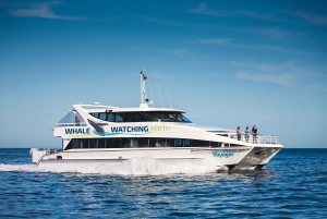 Perth: Hvalsafari fra Hillarys Boat Harbour