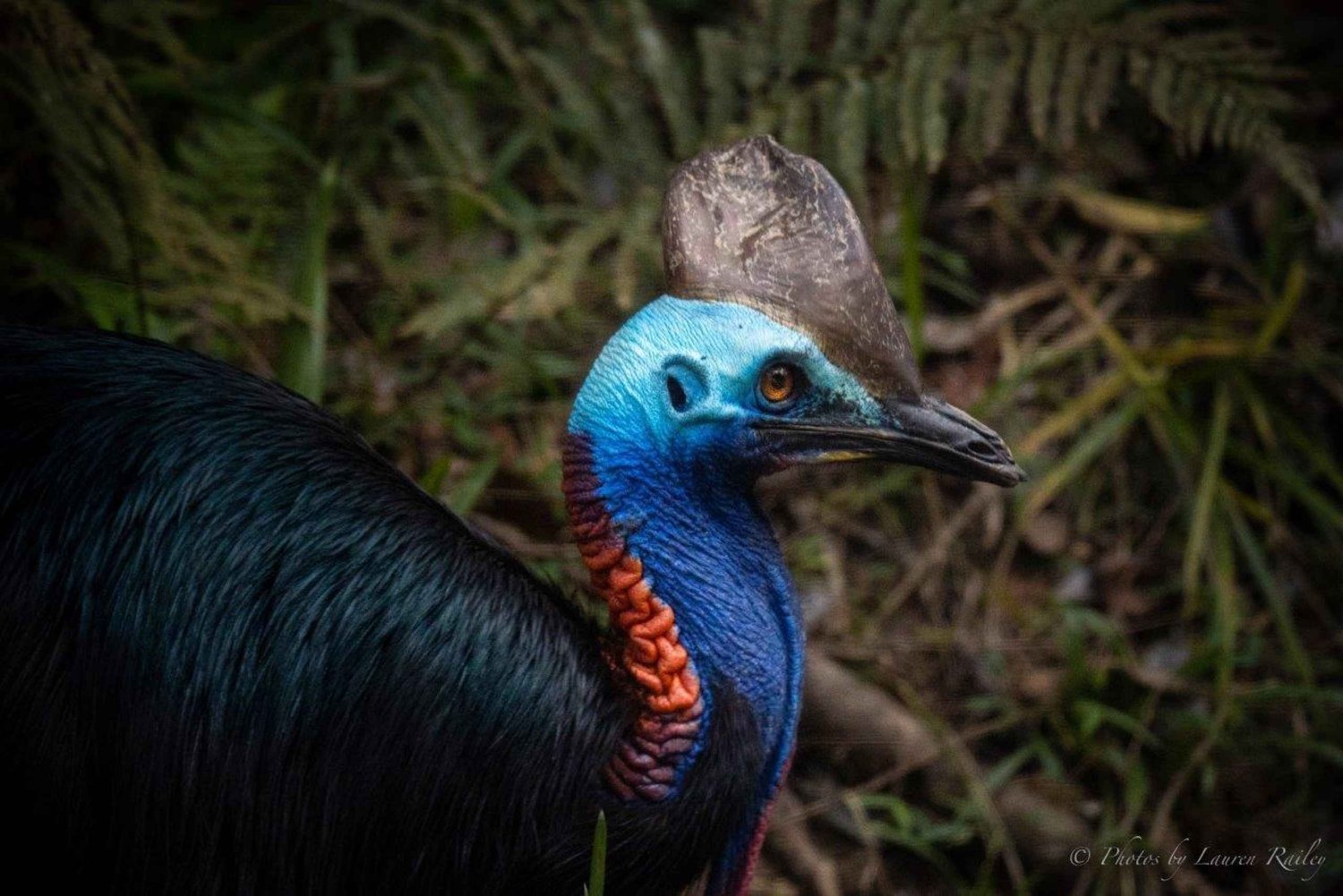 Port Douglas: Tocht door het Daintree regenwoud en de Mossman kloof