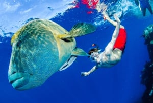 Порт Дуглас: круиз с гидом по рифам для 12 пассажиров с подводным плаванием