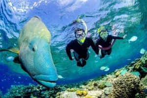 Порт Дуглас: круиз с гидом по рифам для 12 пассажиров с подводным плаванием