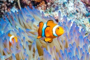 Порт Дуглас: круиз с гидом по рифам для 12 пассажиров с подводным плаванием