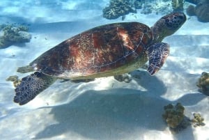 Port Douglas: Douglas: Low Isles iltapäiväristeily ylellisellä katamaraanilla.