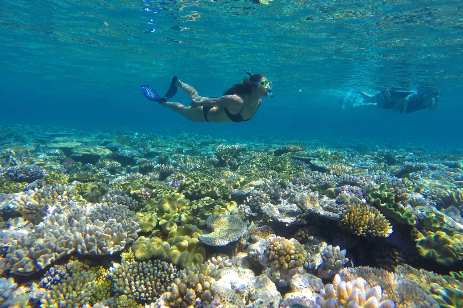 Port Douglas: Snorkel- en duikopties voor het Buiten Barrièrerif