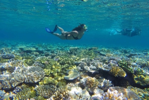 Port Douglas: Snorkel- en duikopties voor het Buiten Barrièrerif