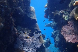 Port Douglas: Outer Great Barrier Reef Snorkeling Cruise