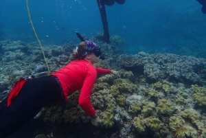 Port Douglas: Outer Great Barrier Reef Snorkeling Cruise