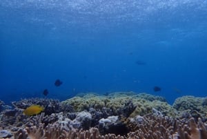 Port Douglas: Outer Great Barrier Reef Snorkeling Cruise