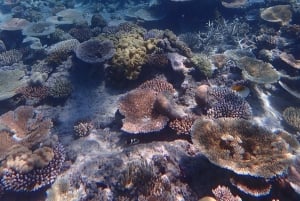 Port Douglas: Outer Great Barrier Reef Snorkeling Cruise