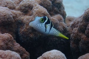 Port Douglas: Outer Great Barrier Reef Snorkeling Cruise