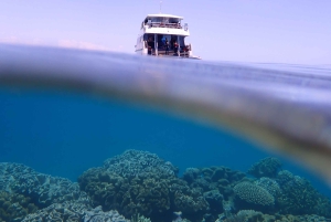 Port Douglas: Outer Great Barrier Reef Snorkeling Cruise