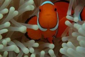 Port Douglas: Outer Great Barrier Reef Snorkeling Cruise