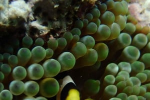 Port Douglas: Outer Great Barrier Reef Snorkeling Cruise